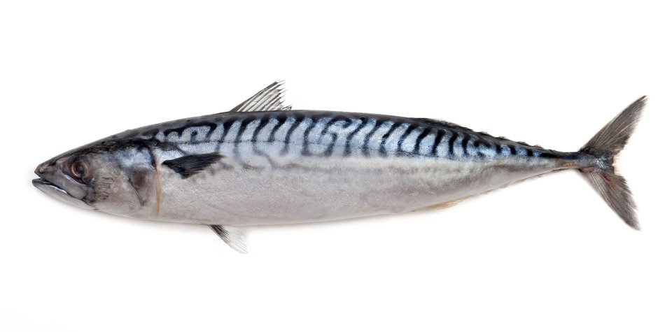 Японская скумбрия Scomber japonicus