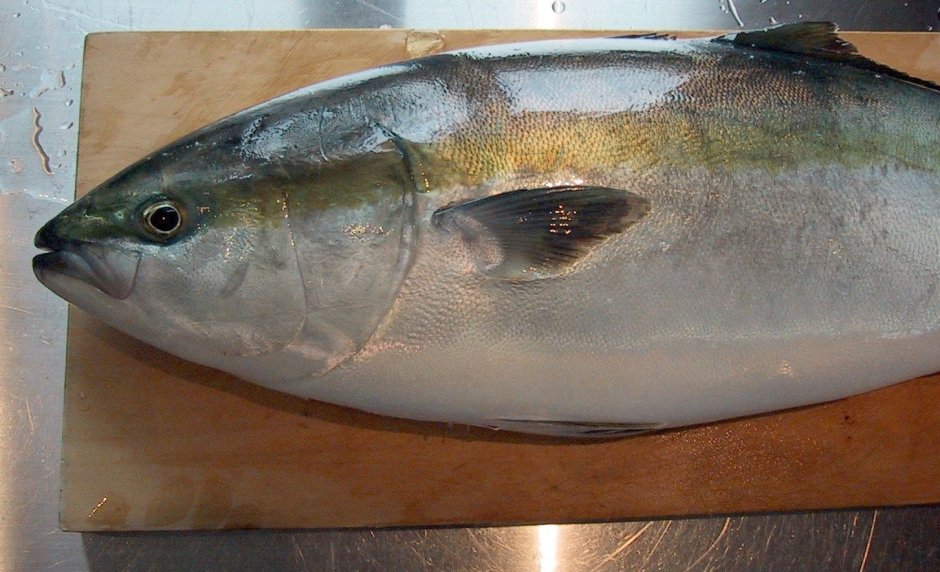 Рыба скумбрия сельдь