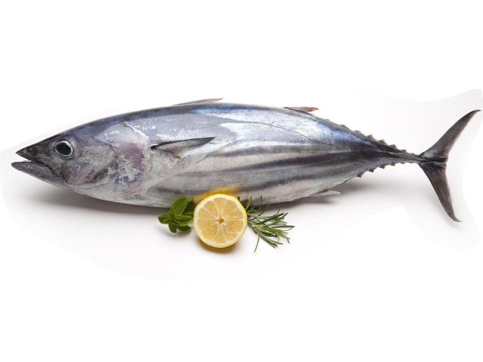 Заречная скумбрия