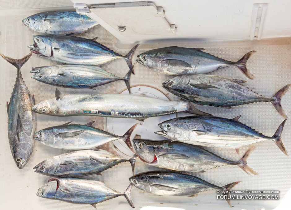 Японская скумбрия Scomber japonicus