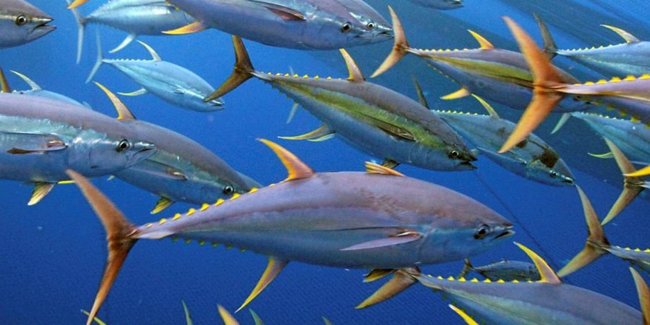 Японская скумбрия Scomber japonicus