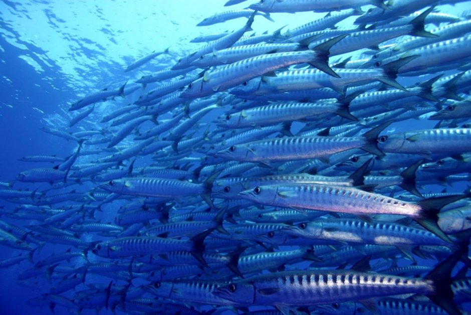 Тунец Bluefin