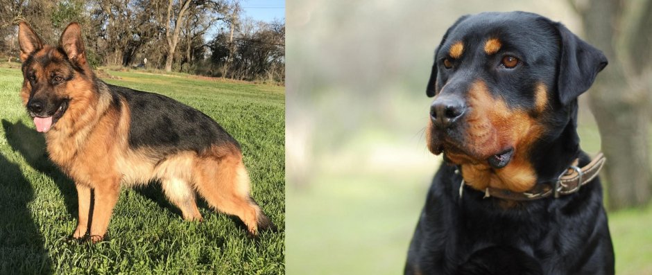 Ротвейлер vs немецкая овчарка