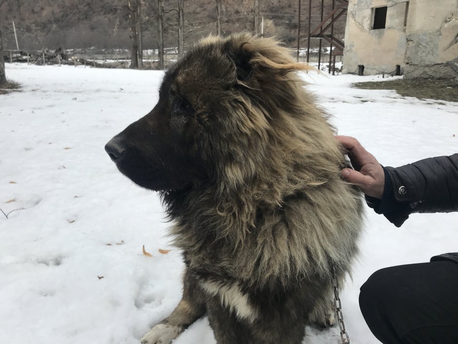 Спасатель и Кавказская овчарка