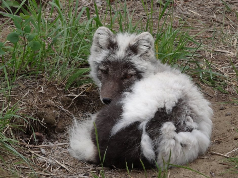 Arctic Fox Summer
