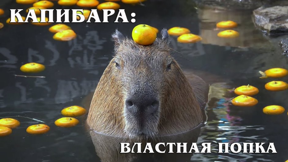 Капибара Мем