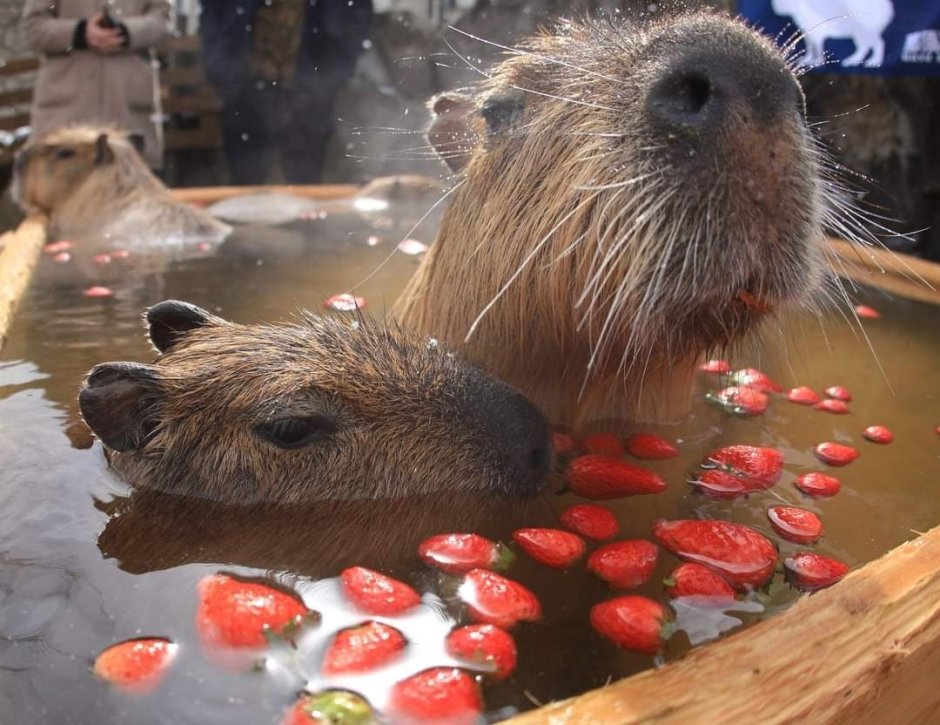 Водяная Свинка капибара