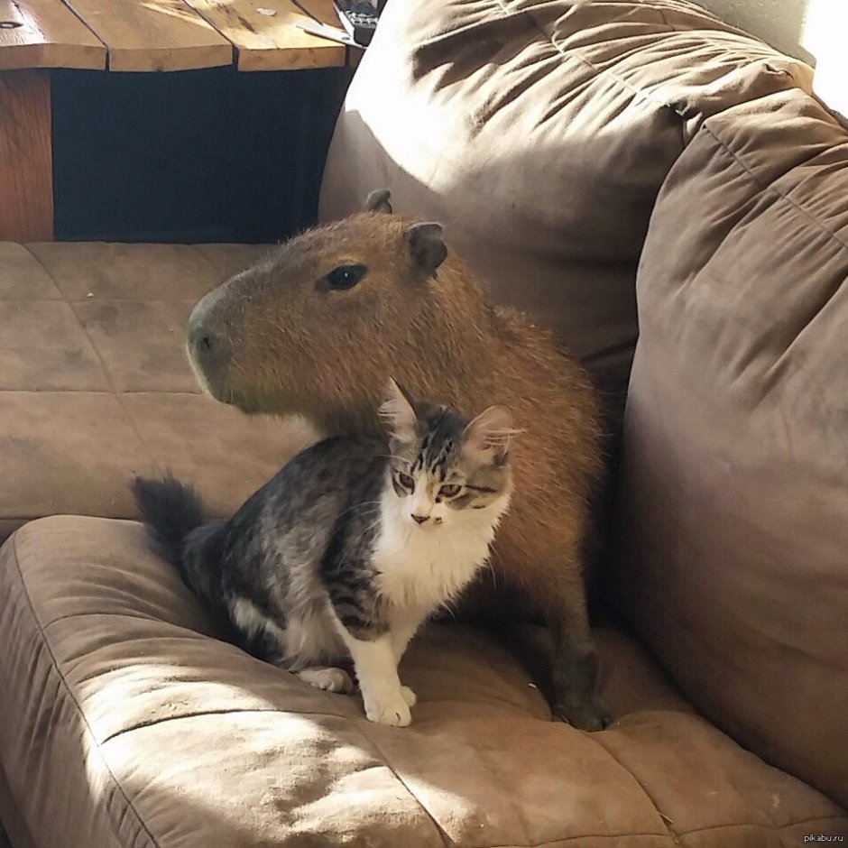 Capybara рисунок