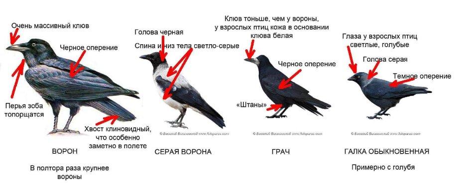 Ворон ворона Грач отличия