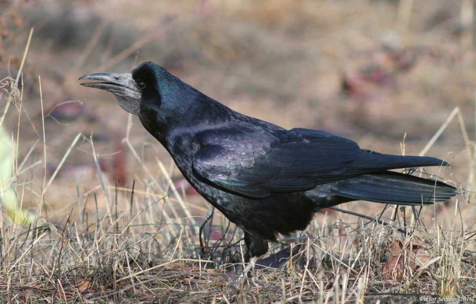 Corvus frugilegus молодой