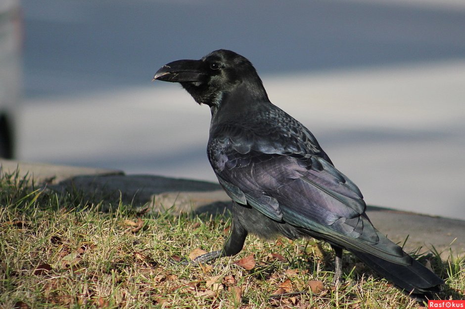 Corvus Corax птица