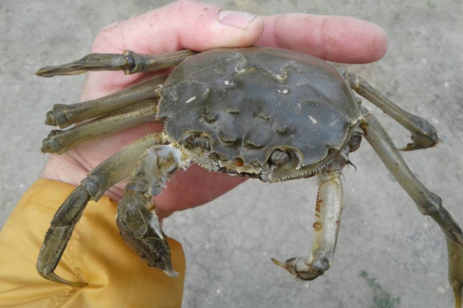 Trapezia Crab rufopunctata