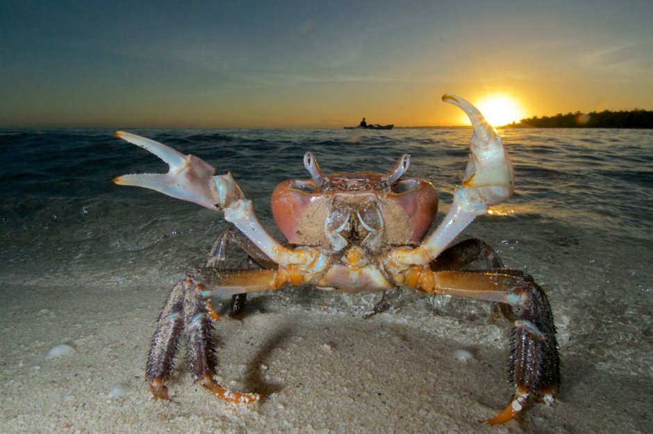 Камчатский краб в японском море