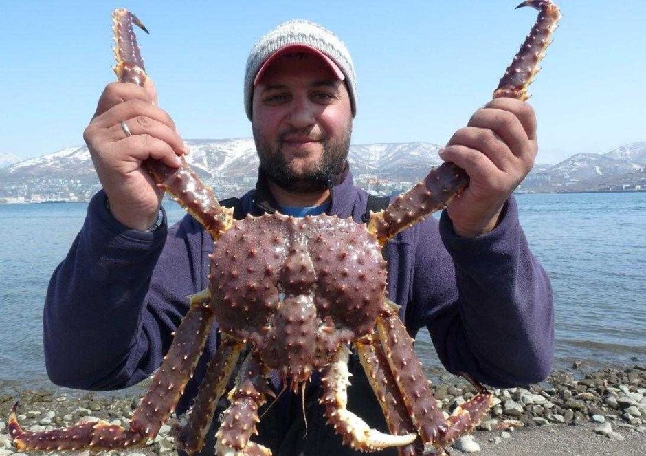 Камчатский краб в Мурманске