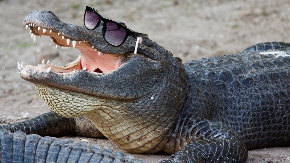 American Alligator