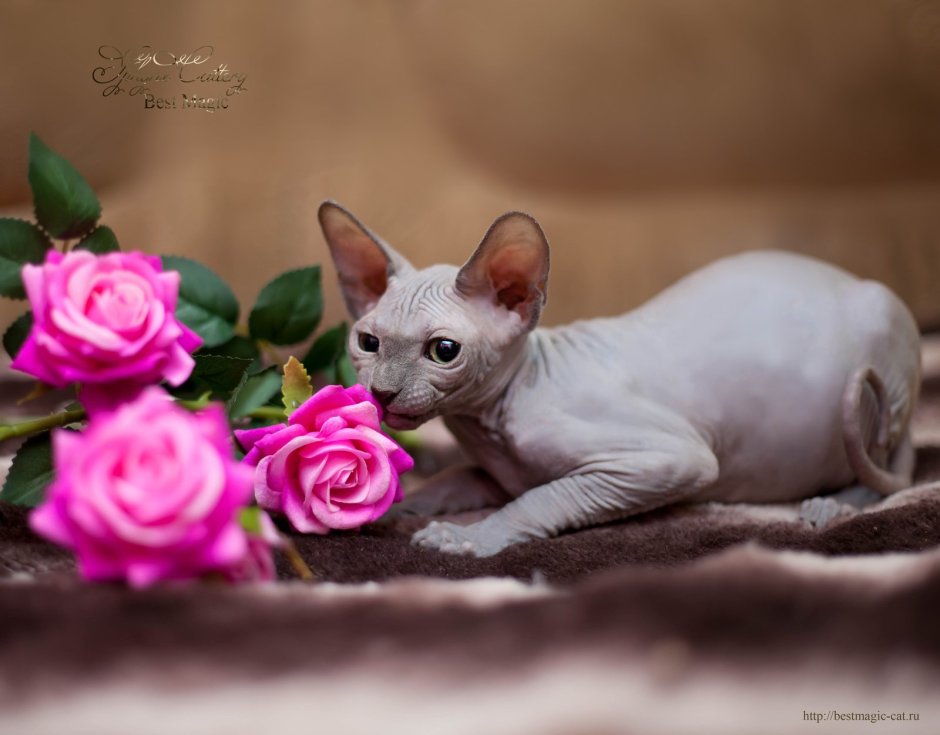 Котята милые сфинкс велюровый
