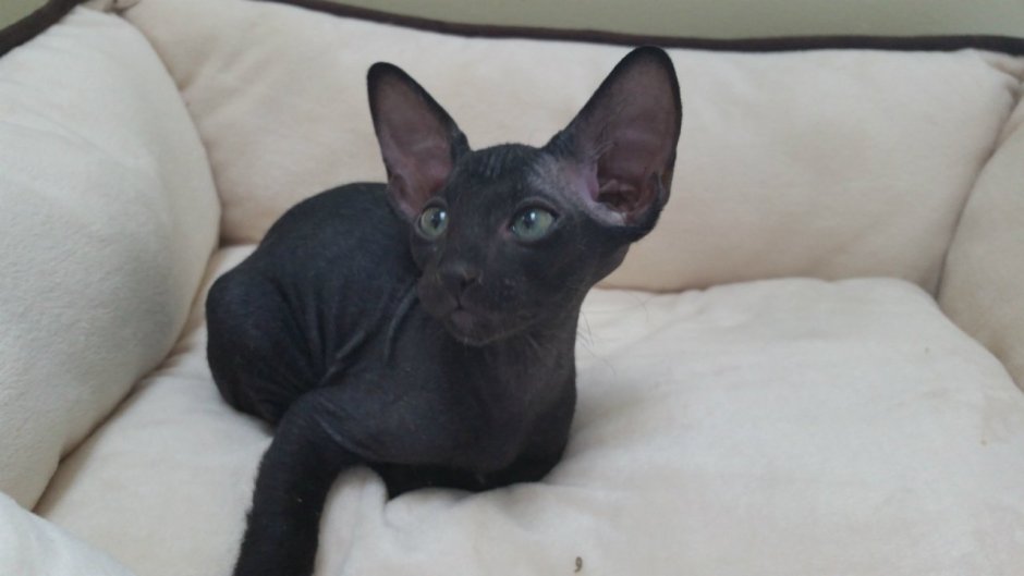 Котята флок