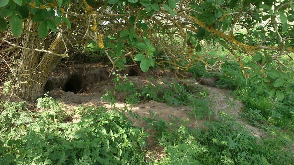 Кроличья Нора жилище
