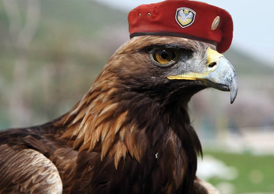 ПМОН Беркут