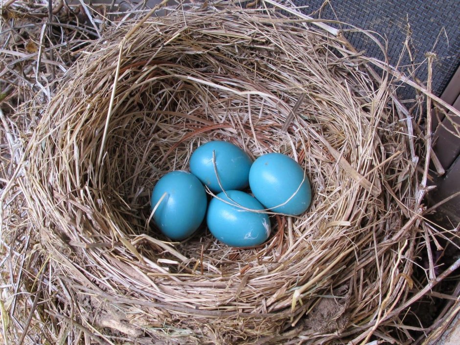 Which Birds Eggs are Blue