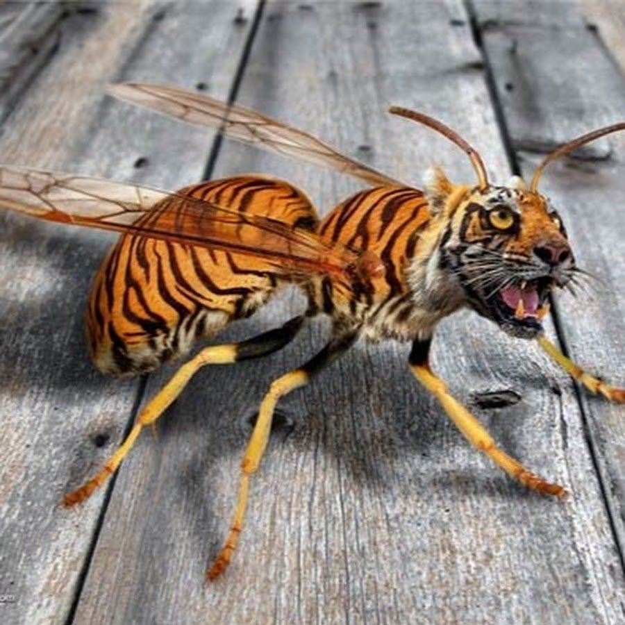 Чернобыльские насекомые