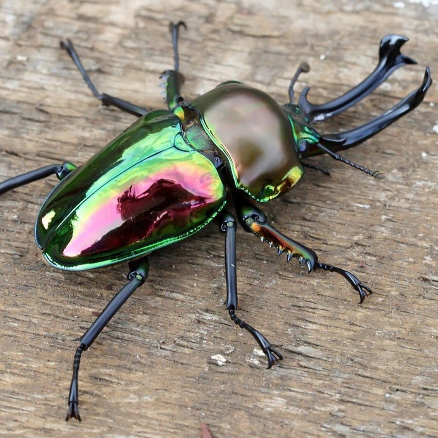 Радужный Жук Рогач