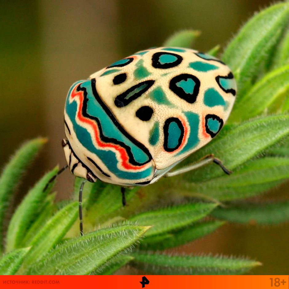 Щитник-черепашка Жук Пикассо