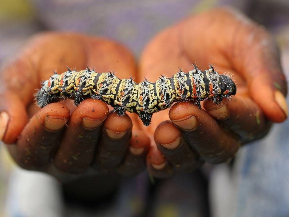 Гусеницы мопане — Африка