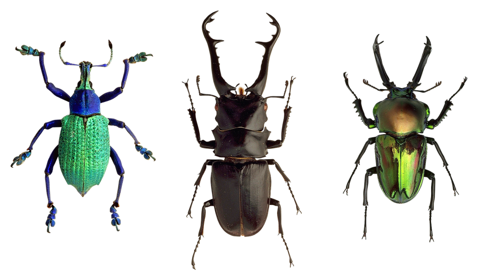 Различные жуки