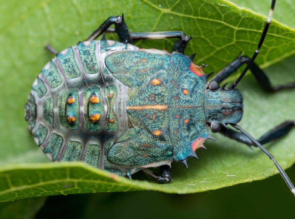 Необычные насекомые Африки