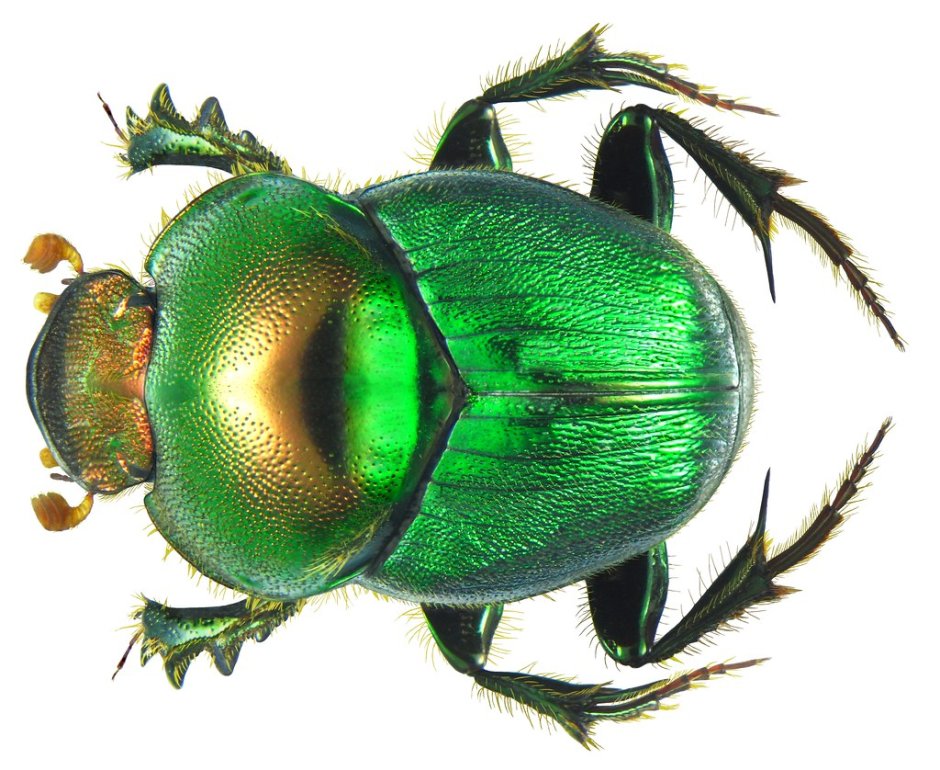 Onthophagus Tanzania