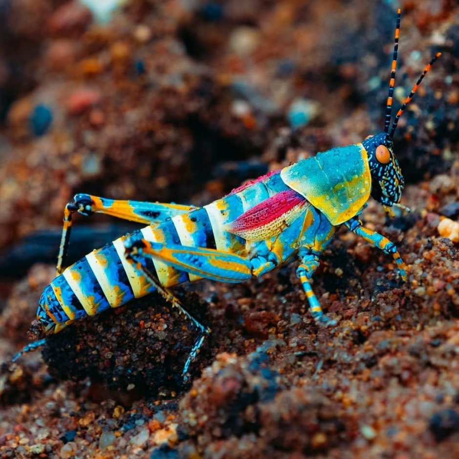 Радужный кузнечик североафриканский