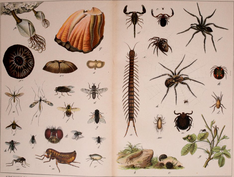 Старинная гравюра насекомые