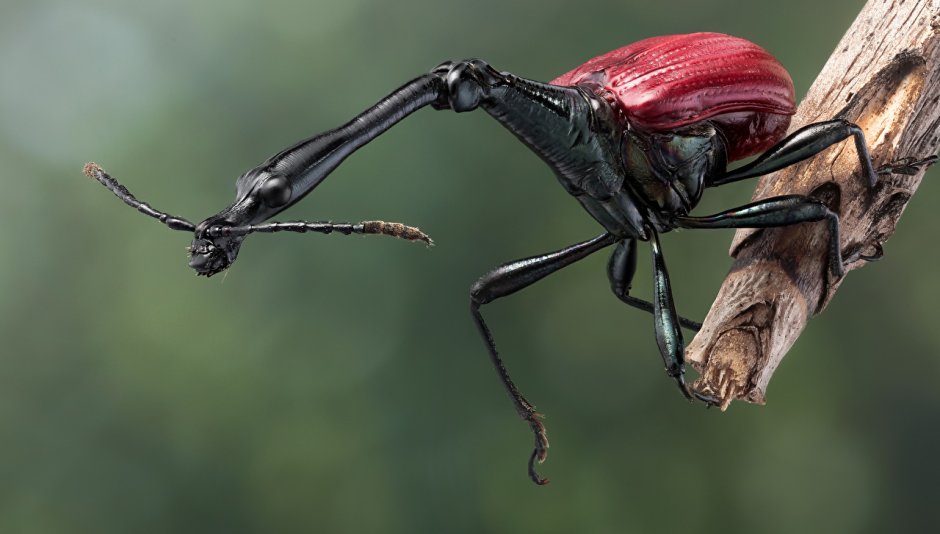 Жук Trachelophorus Giraffa