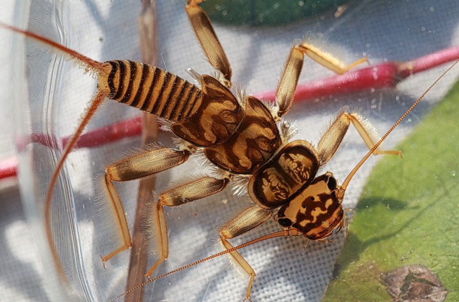 Насекомые Европы и Азии