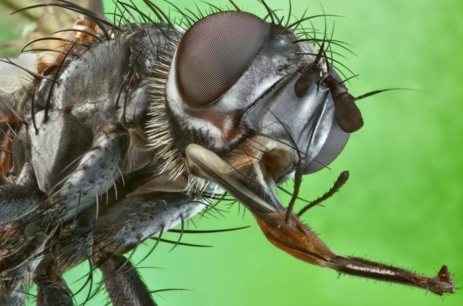 Хоботок мухи