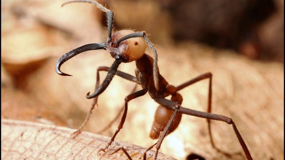 Муравей Эцитон Бурчелли