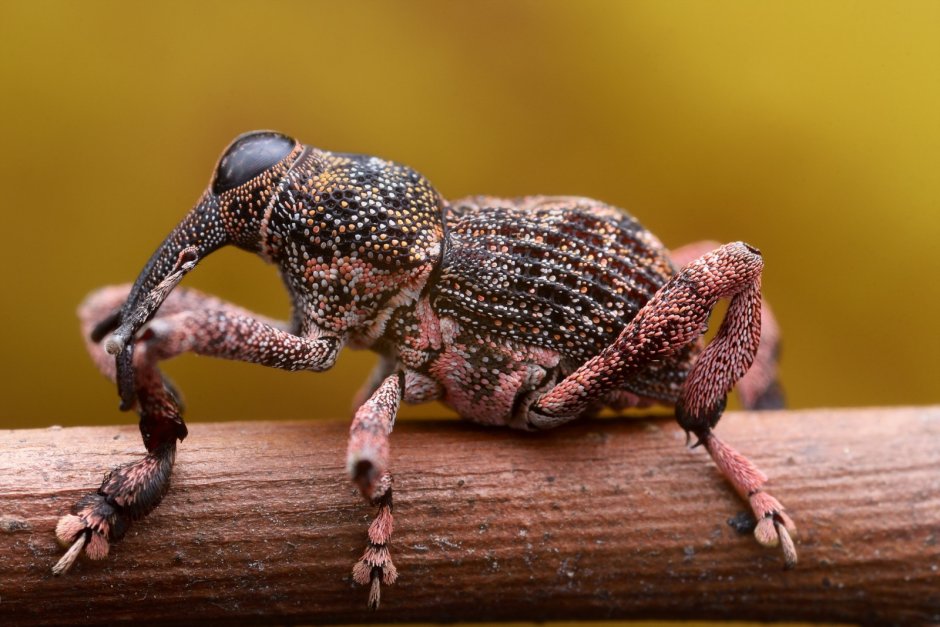 Долгоносик макрофото Жук макро