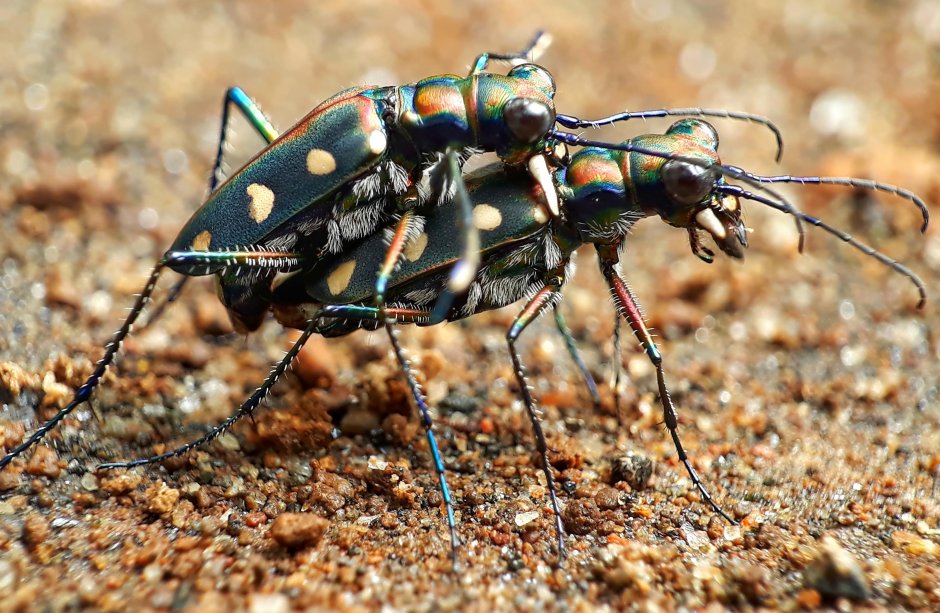 Насекомые из Африки