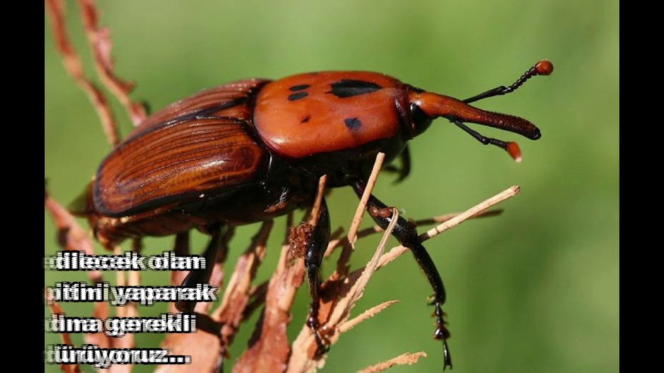 Жук красный пальмовый долгоносик