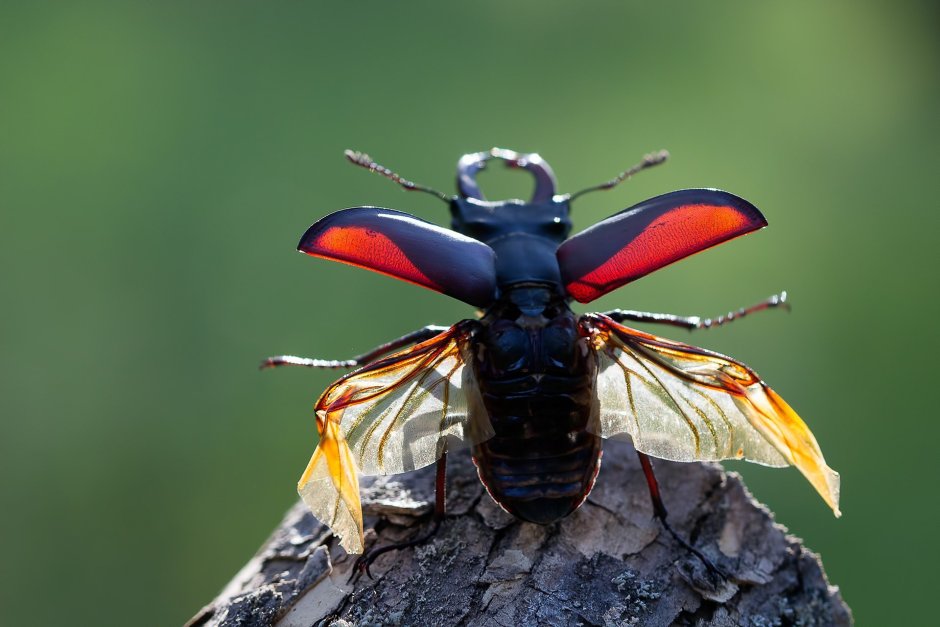 Майский Жук Рогач Крылья