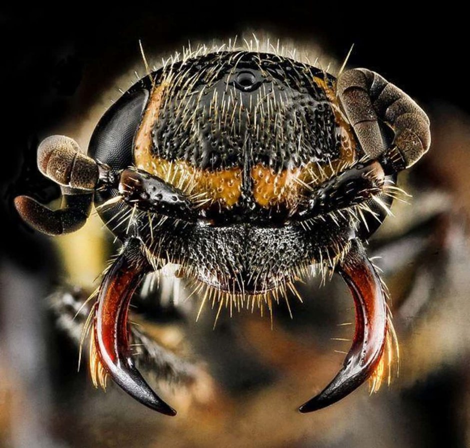 Страшные насекомые Африки