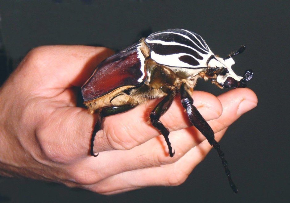 Королевский Жук-Голиаф Goliathus Regius