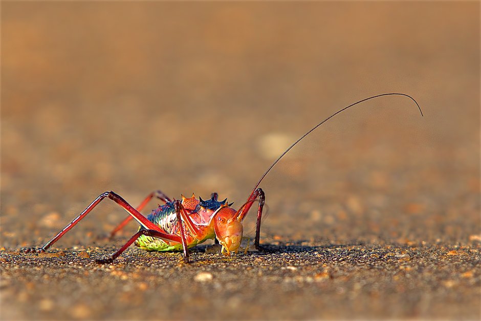 Насекомые саванны