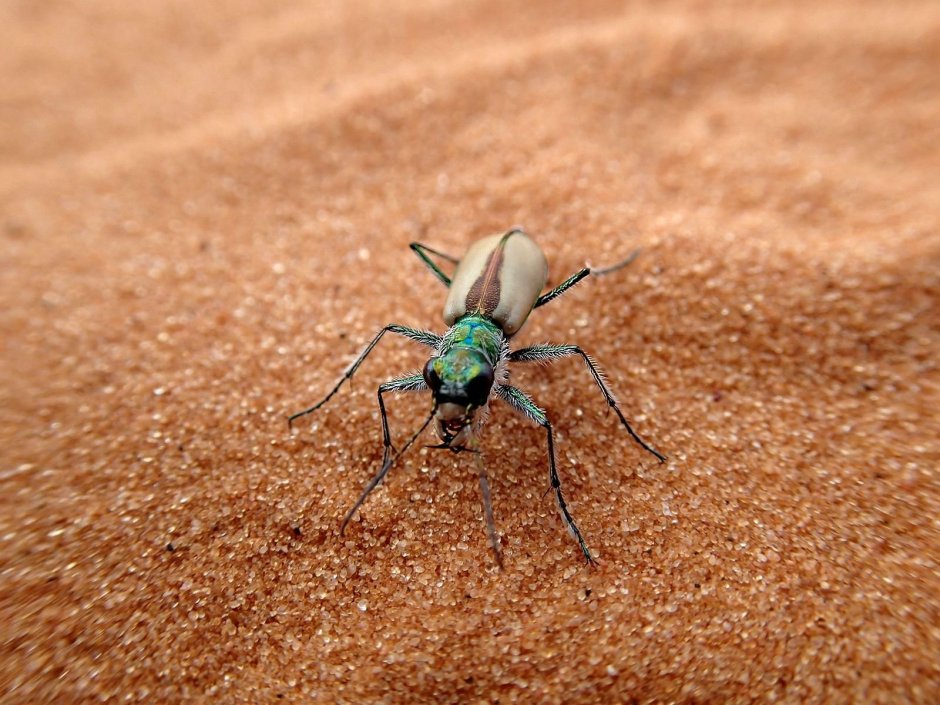 Насекомые пустыни и полупустыни