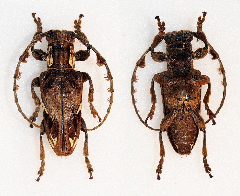 Опасные животные и насекомые Эфиопии