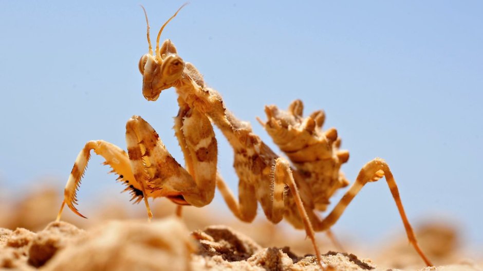 Пустынные насекомые