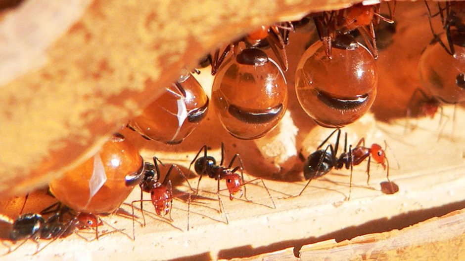 Муравей медовая бочка