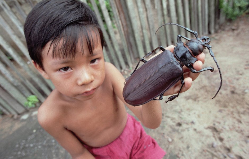 Жук дровосек Титан