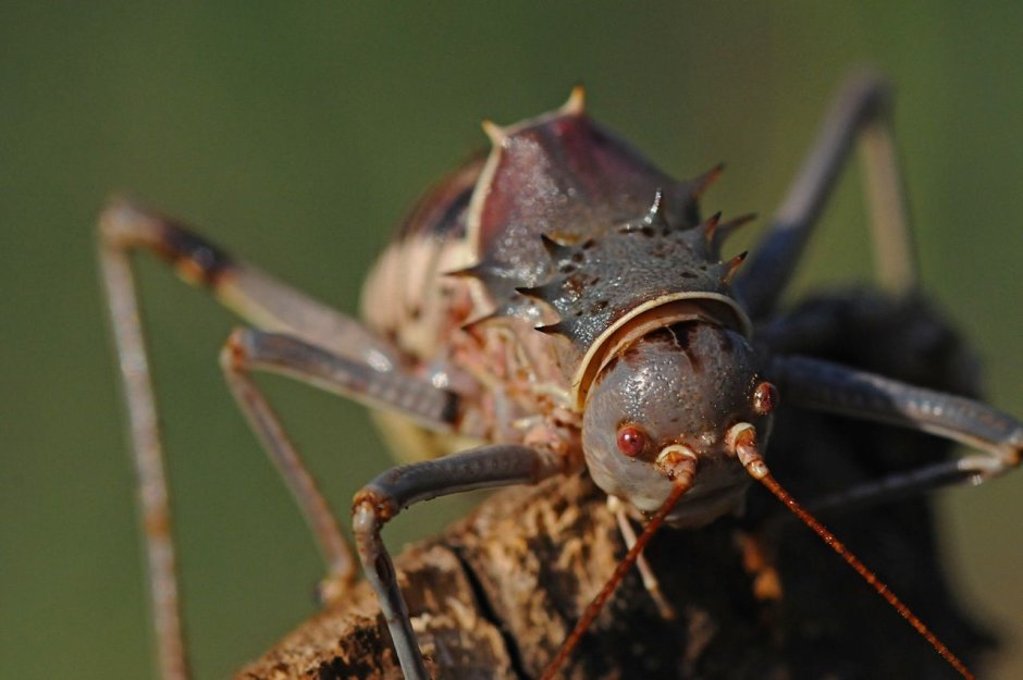 Acanthoplus discoidalis кузнечик